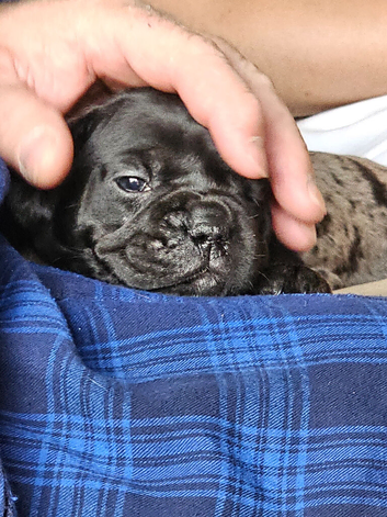 French bulldog x Show cocker spaniel ☆Ready to leave Tomorrow☆