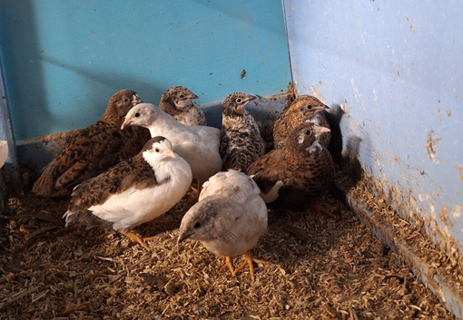 Chinese painted quail