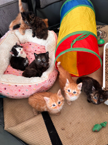 Beautiful kittens for sale