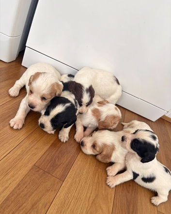 Working Cocker Spaniel Puppies