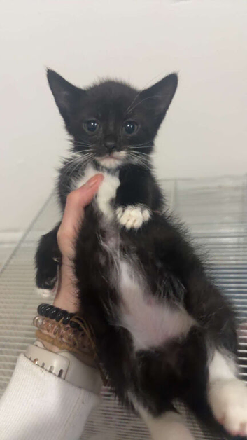 Kittens ready now
