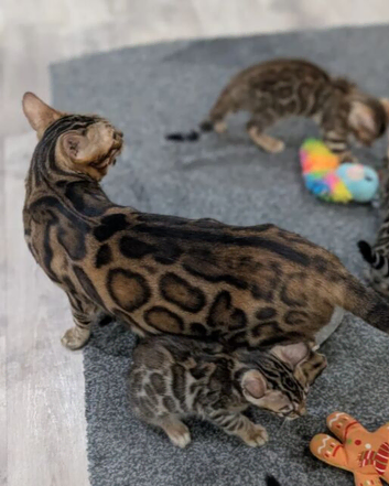 Pedigree TICA-Registered Bengals