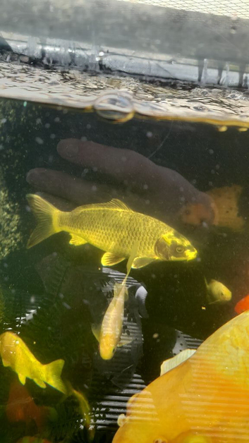 Ghost carp