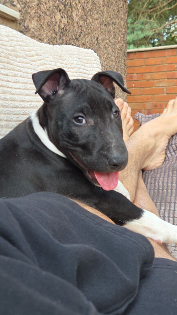 Working Ebt male AVAILABLE