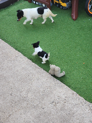 Jack Russell