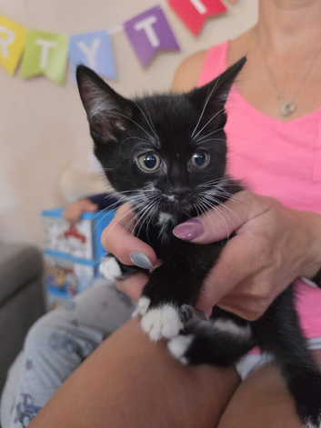 Beautiful Kittens for Sale