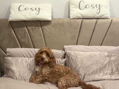 gorgeous cockapoo  boy for stud