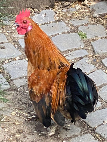 Bantam cockerel for re homing