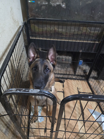 A female Belgian malious