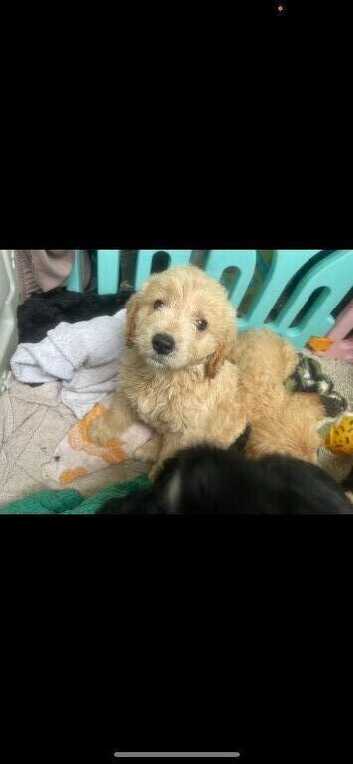 F1 mini golden doodles 3 available