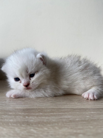 GCCF Registered Silver British Shorthair Kittens