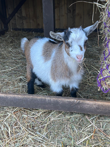 Pygmy goat and twin kids