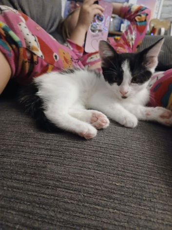 2 gorgeous kittens left