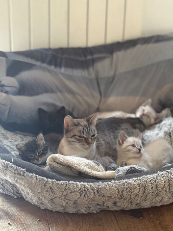 3 beautiful kittens for sale