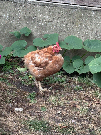 Chicken