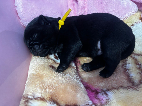 KC reg pug puppies