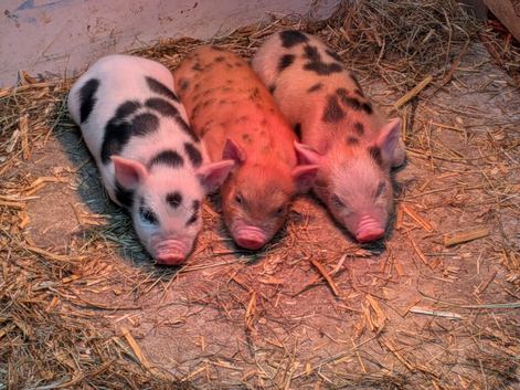 Kune X piglets