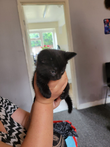 8 weeks old kittens