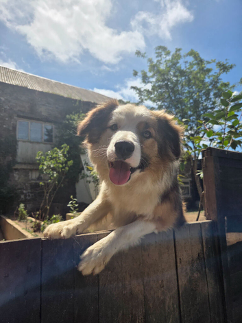 Gorgeous Sable Pure breed Collie