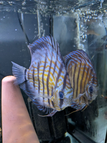 Discus - Breeding pair