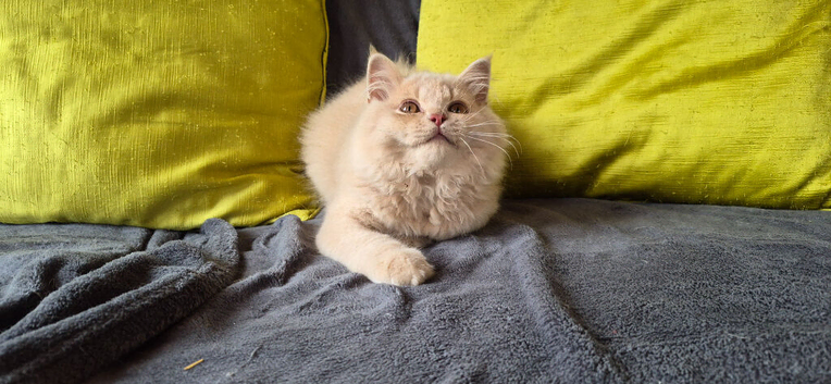 cream longhair