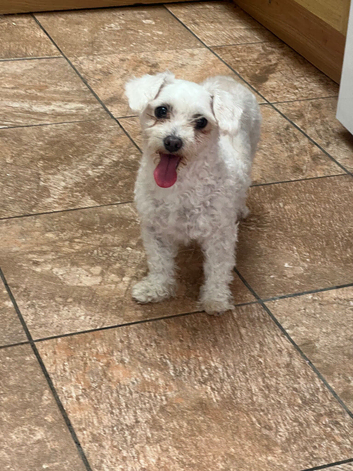 Bichon frise female 5 years