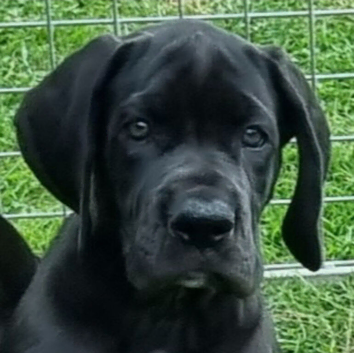 Quality KC Great dane puppies