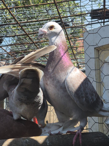 Coloured racing pigeons