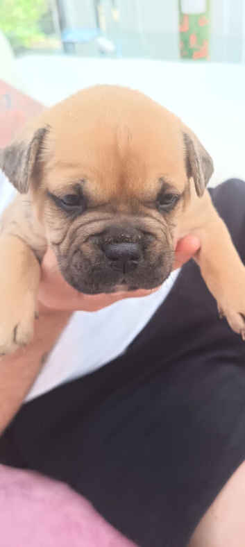 Shar Pei cross frenche staff bulldogs