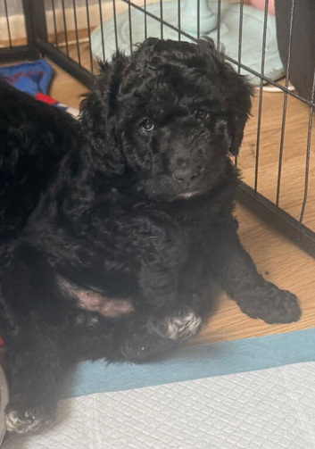 Mixed litter of goldendoodle