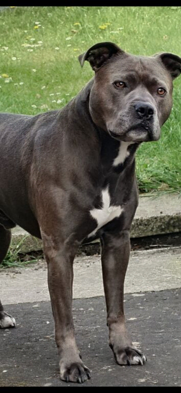 Blue Staffordshire bull terrier for stud