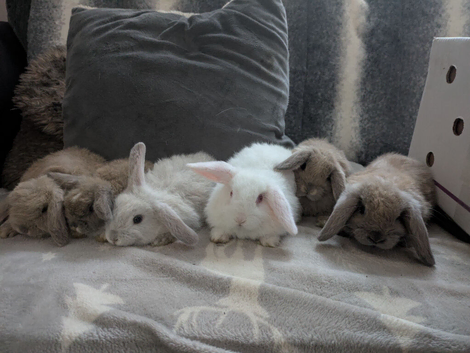 Mini lops for sale