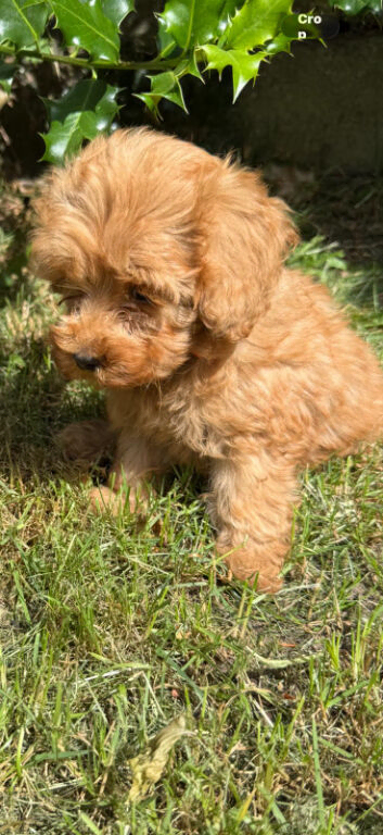 Cockapoo puppies