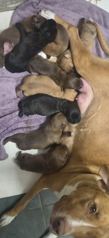 Labrador x Staff x Springer Spaniel Male Puppy