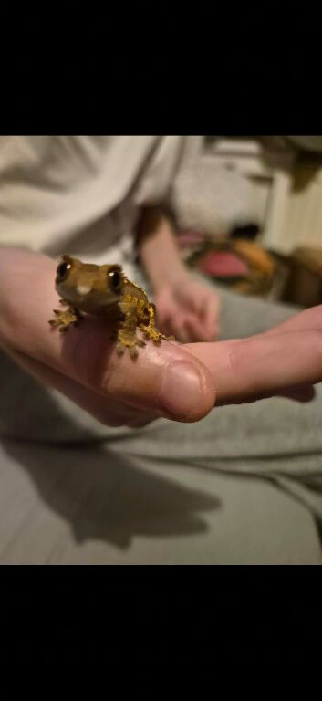 Baby crested geckos with starter set up