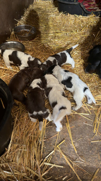 6 cocker spaniel puppies