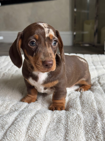 Miniature dachshund