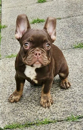 2 male French bulldog puppies