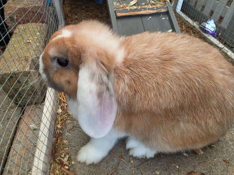 Female mini lop
