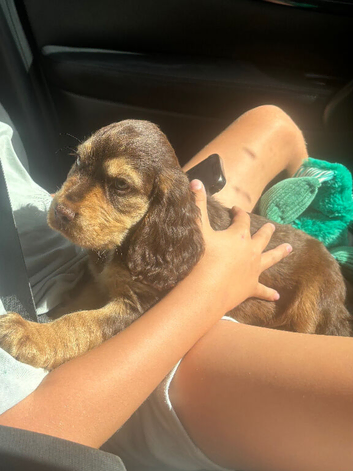 9 week old cocker spaniel
