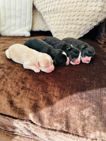 F1 cavapoos