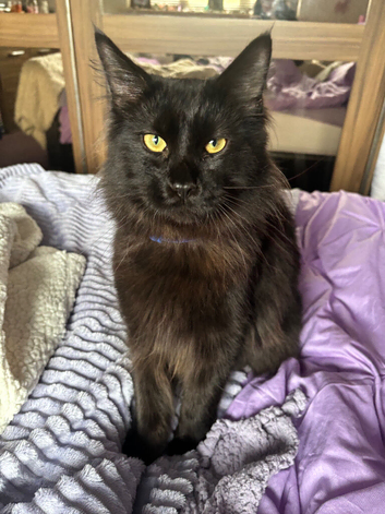 Male Maine coon