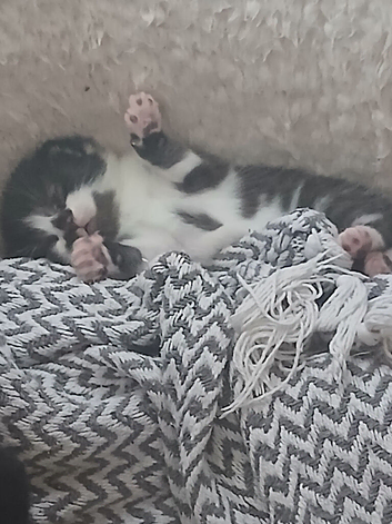 5 beautiful fluffy kittens looking for loving homes