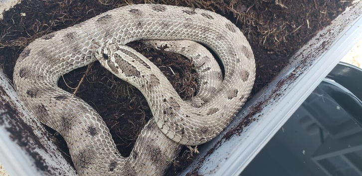Breeding pair of hognoses Axanthic Condas Het Stormcloud Toxic & Snow CB23