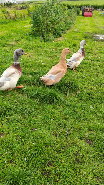 Ducks
