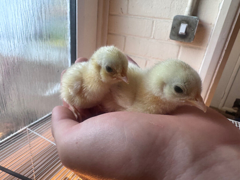 Pure Light Sussex bantam chicks