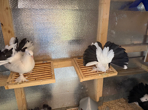 Beautiful Young Pair of Tail Marks Looking for a New Home