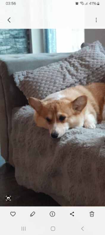 Full KC,4 yr old corgi girl