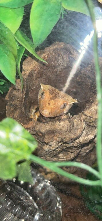 Crested gecko free