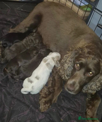 4 beautiful cockapoo girls for sale